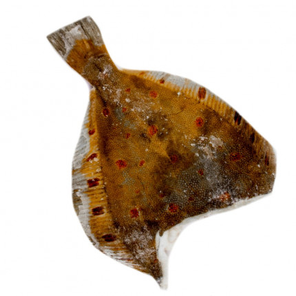 Камбала б/г 300-500